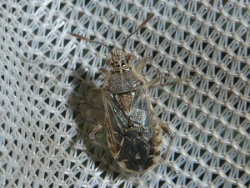 Liorhyssus hyalinus